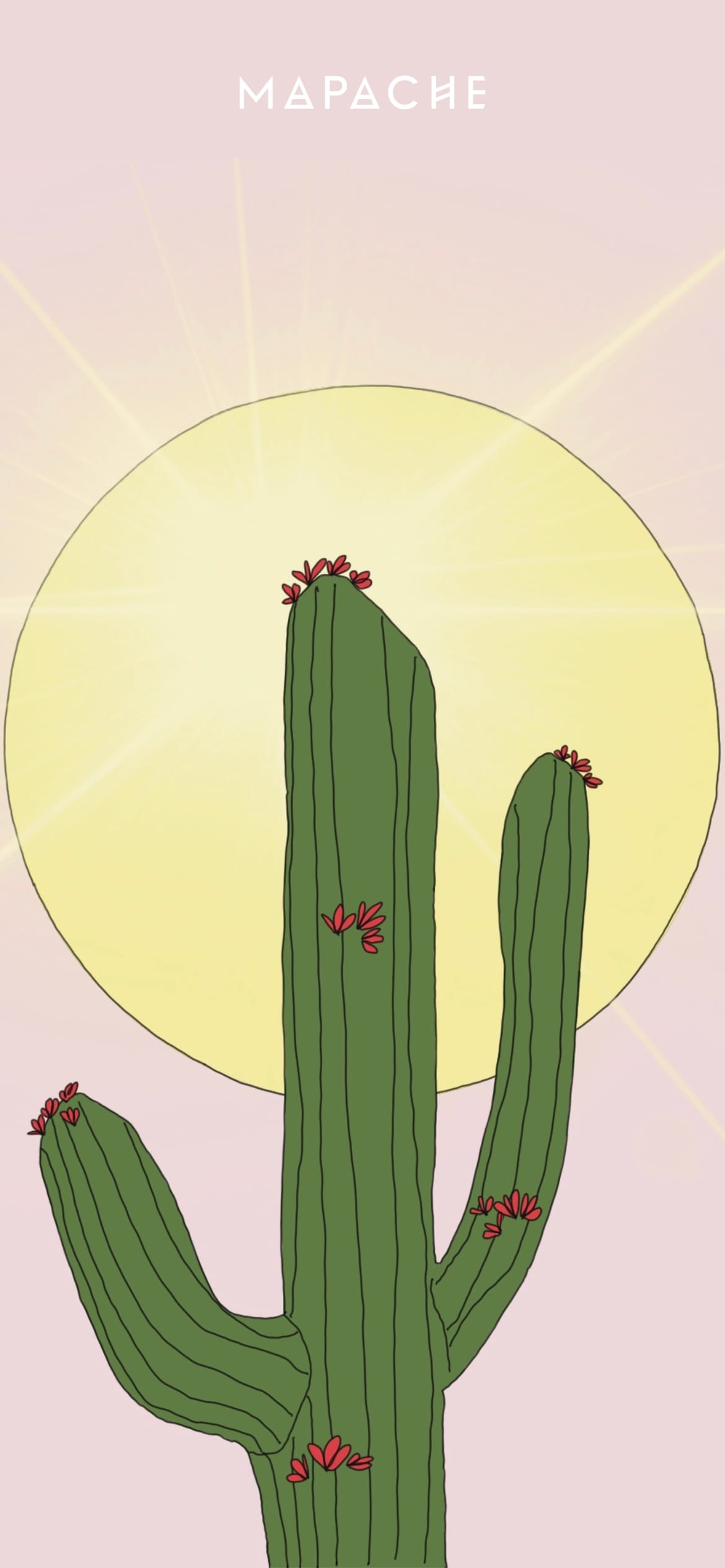 Fond d'écran - Cactus devant le soleil